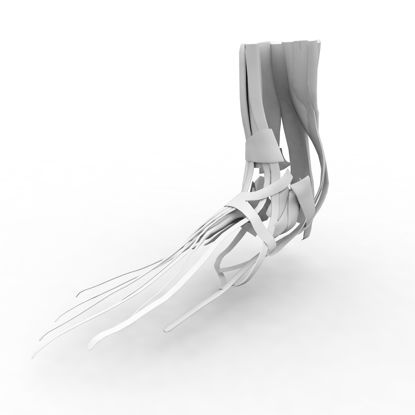Structure musculaire du pied modèle 3D