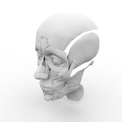 3D model struktury svalů obličeje