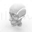 Facial Muscle Structure 3d model