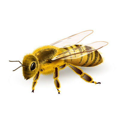 Small Creatures Insect Bee Photorealistic Graphic AI Vector