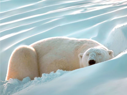 Polar Bear Photorealistic Graphic AI Vector