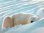 Polar Bear Photorealistic Graphic AI Vector