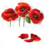Flowers Poppy Photorealistic Graphic AI Vector