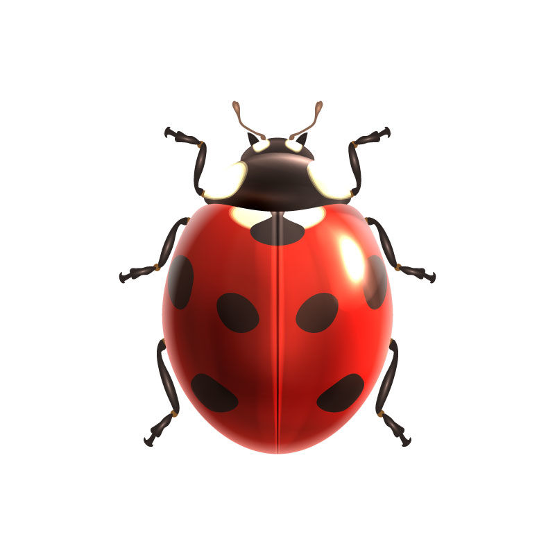Fotorealistische Ladybird grafische AI ​​Vector