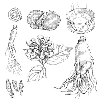 Hand Drawn Ginseng Graphic Elements AI Vector