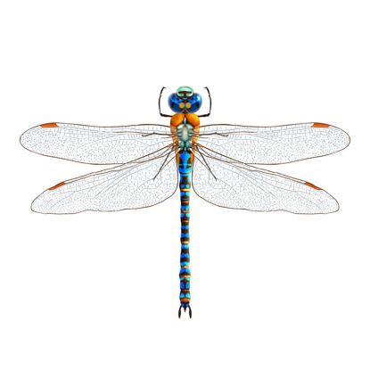 Dragonfly fotorealistische grafisch ontwerp AI Vector