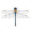 Dragonfly Photorealistic Graphic Design AI Vector