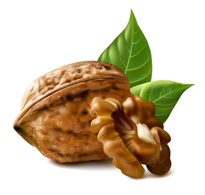 Walnut With Leaf Photorealistic Graphic AI Vector