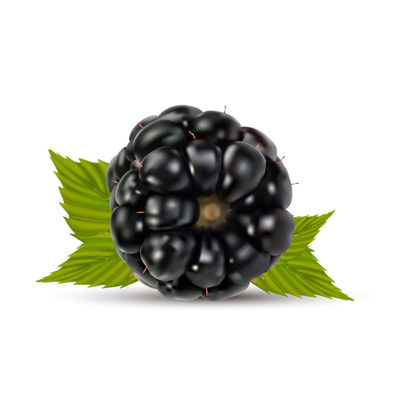 Fruit Blackberry Photorealistic Graphic AI Vector