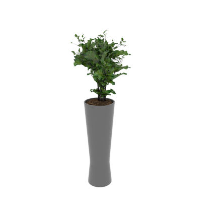 greenery plants pot culture 3d model