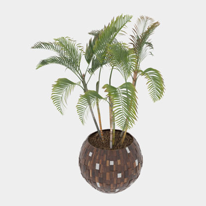 Chrysalidocarpus lutescens 3d model