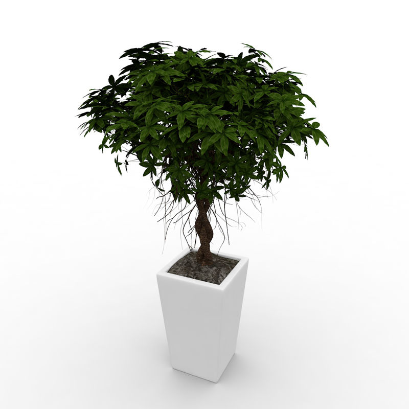 小叶榕树盆栽3d模型