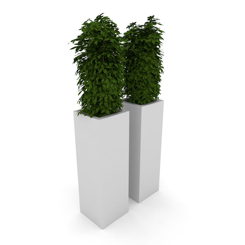 花叶青木常绿灌木3d模型