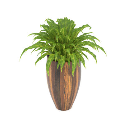 緑の鉢植えの植物3 dモデル