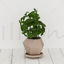 植物3d模型