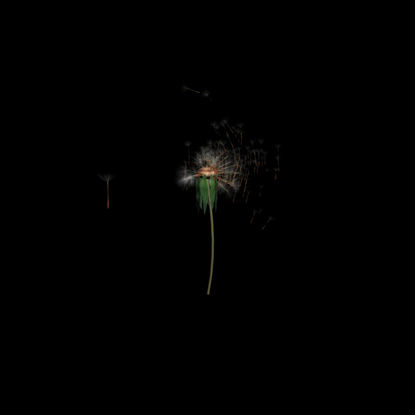 Dandelion Seeds 3d animation