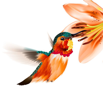 Vettore di AI del grafico del fiore del colibrì