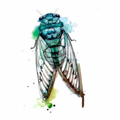 Cicada Graphic AI Vector