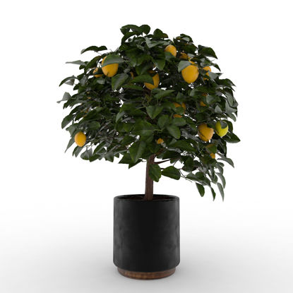3d модель лимонного дерева