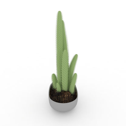 3D модель кактуса
