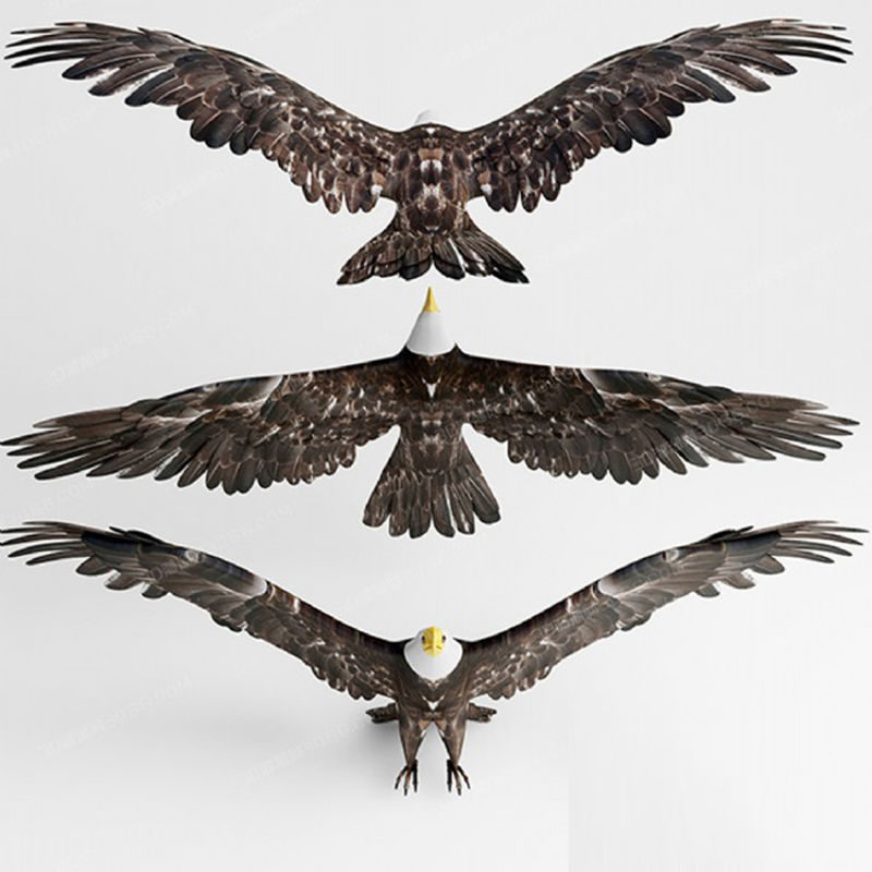 Eagle 3D model