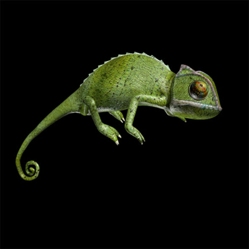 Chameleon 3d model