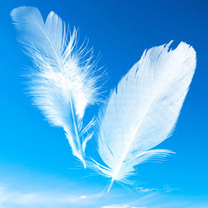 11 realistic and beautiful feather PS brushes