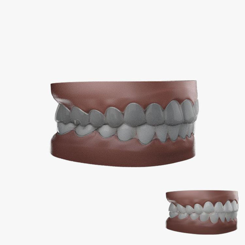 Simulation adult teeth 3d model