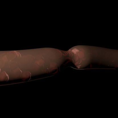Blutzellen fließen in Animationsmodell des Blutgefäßes 3d