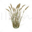 Wheat 3d model vray