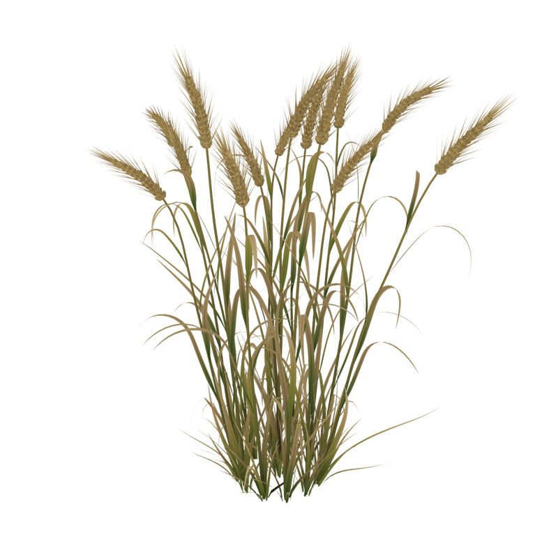 Pšenice 3d model vray