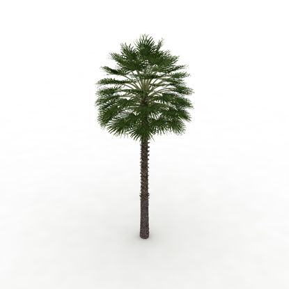 Chamaerops Humilis Mediterranean Fan Palm 3D model