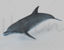 Dolphin 3d model