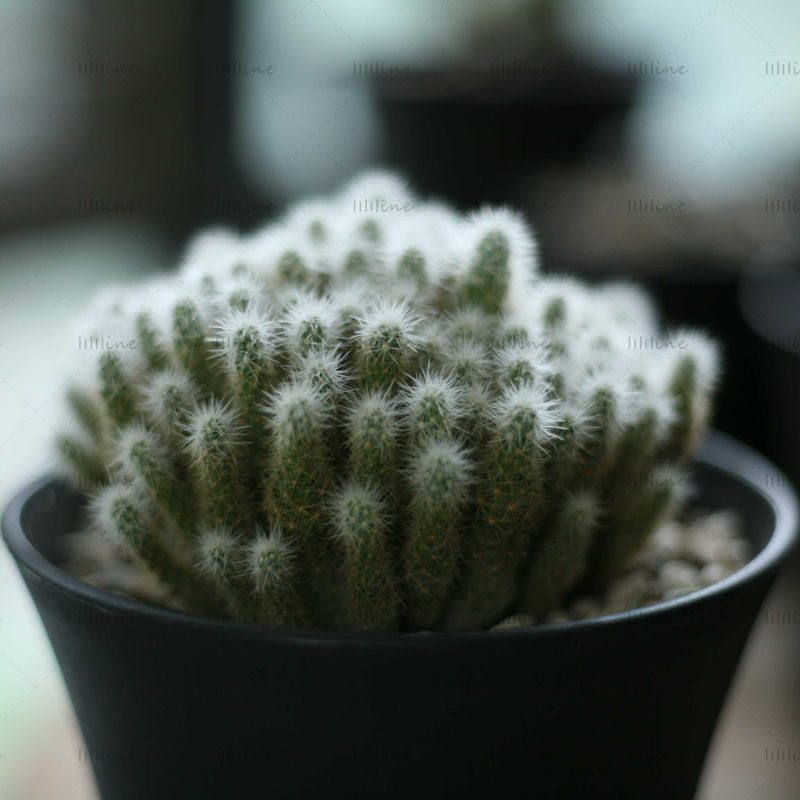 Cactus Escobaria Sneedii foto