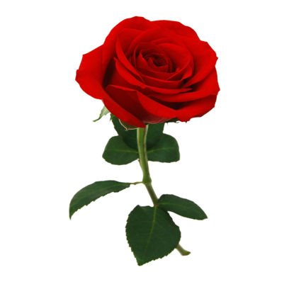 Red Rose png HD element