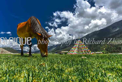 Highland pasture photography photos