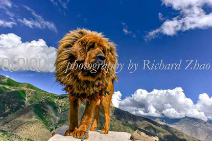 Plateau trapped animal Tibetan mastiff