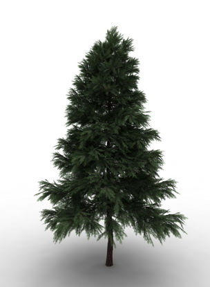 Modelul Pinus Sylvestris 3D