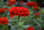 Blooming red flowers