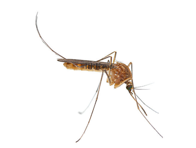Mosquito macro shot photo