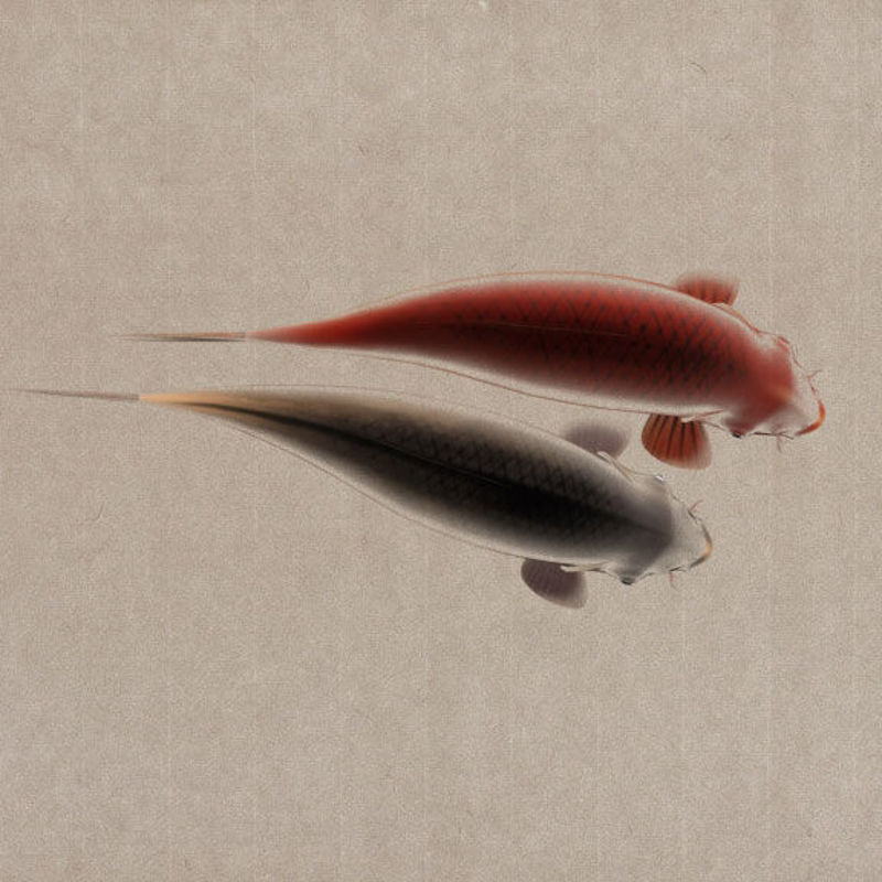 Chinese Painting Style Fish Animation 3D Model Rigged Animated