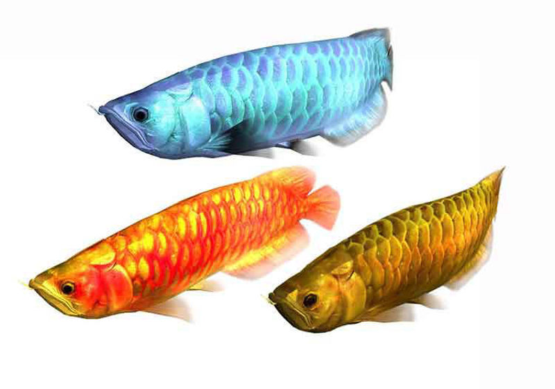 Red Silver Gold Rigged Animated Arowana 3D Model
