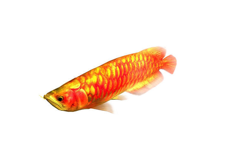 Rigged Animated Arowana Red Swimming Fish 3D Model