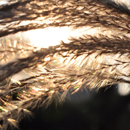 Reed in the Setting Sun Yellow Outono