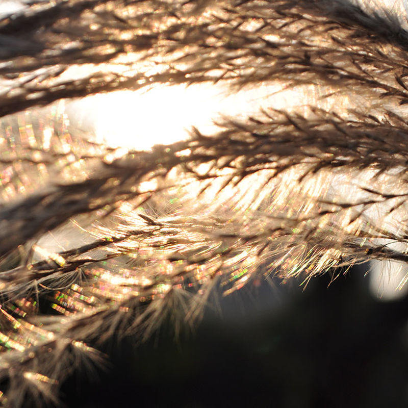 Reed dans le coucher du soleil automne jaune