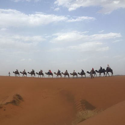 the Camel caravans in Sahara Desert