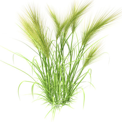 羽毛の草の小麦の3Dモデル