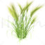 Feather grass wheat 3d model