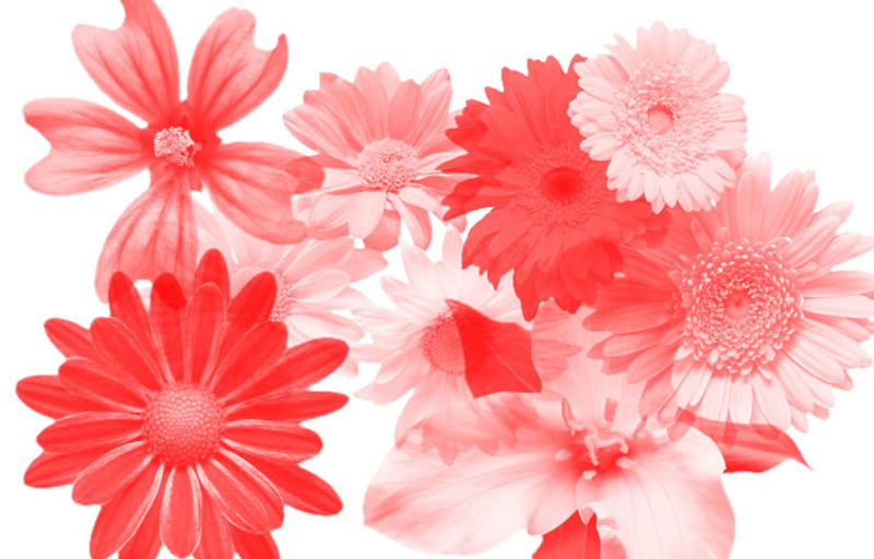 25 Blooming Flower PS Photoshop Brush Pack