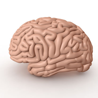 Cerebro Brain modèle 3d
